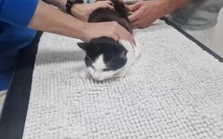 Pomoc pro kočičku Mínu - operace zubů