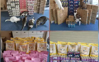 Akutní nedostatek krmiva (aneb stovky koček prosí o pomoc)