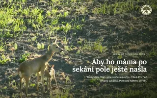 Vstáváme ve čtyři a hledáme srnčata dronem dřív než sekačka. Ale co za deště?