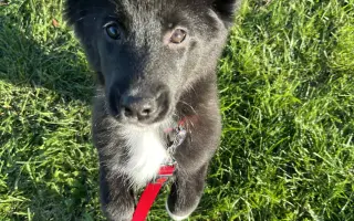 Pomoc pro malinkou Meggie