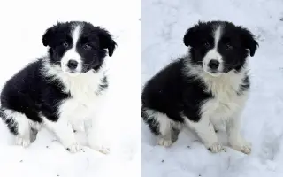 Pomáháme opuštěným a týraným psům najít cestu domů 🩷