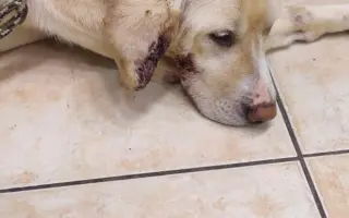 Veterinární pomoc naším svěřencům