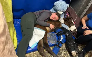 Miracle Joy After Storm ✨🐴