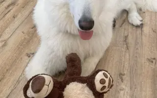 Dvě kolínka pro Oriho. Pomozte Orimu na tlapky