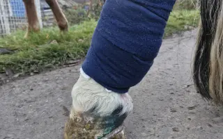 Pomozte kobylce znovu stát na nohou