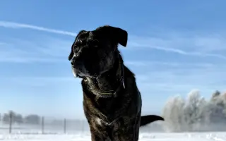 Ara a její životní příběh. Pomozme jí znovu chodit bez bolesti ❤️