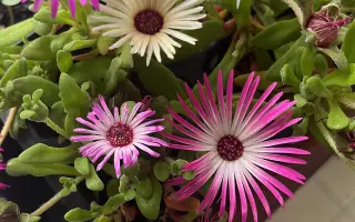 Podpořte in vitro záchranu a kultivaci ohrožených orchidejí a rostlin