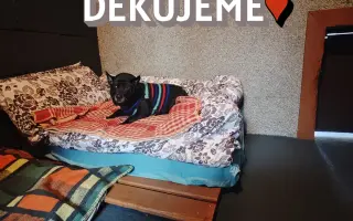 Pomůžete nám s opravou útulku?