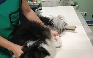 Operace kolene pro Meggie