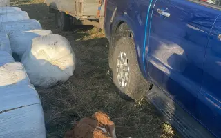 Dejte druhou šanci pro ovčí stádo