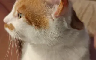 Cipísek, kocouří chlapeček