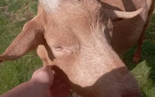 NAKRM ZVÍŘE V NOUZI