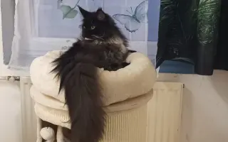 odrostlé kotě Gabriel