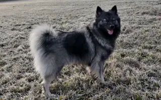 Skok pro dlouhý život Jadzi 🐺