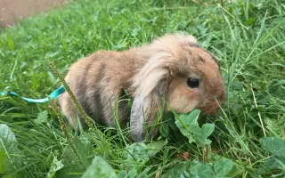 Sbírka na operaci Králíčka Muffina