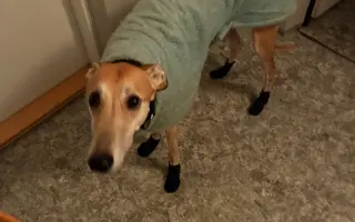 Prosíme o pomoc Tequile po operaci plíce, aby mohla dále skotačit