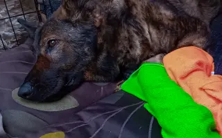 Léčba, která nekončí - Fůrie