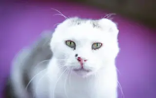 Srdce pro útulek Tibet – Společně zachraňujeme zvířecí životy