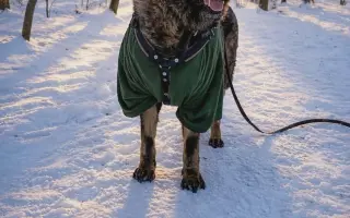 Pomoc Furině v boji s lupusem (SLE)