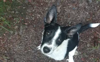 Luisa( Třítlapka) a její krok k lepšímu životu