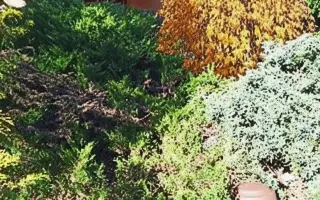 POMOC PRO FOXÍČKA, ASPENA A TAFFY-JACKA