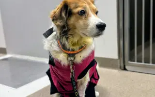 POMOC PRO FOXÍČKA, ASPENA A TAFFY-JACKA