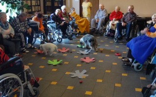 Canisterapie CANTES v krajích ČR jako sociální rehabilitace