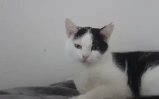 Kočičí maminky potřebují ošetření zoubků!