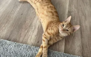 Pomozme Teovi znovu chodit bez bolesti
