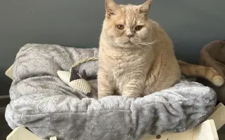 Pomozme Jambimu s potřebnou léčbou