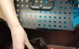 Pomoc pro opuštěné kočičky!