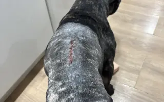 Pomozme Calvinovi zpět na nožičky