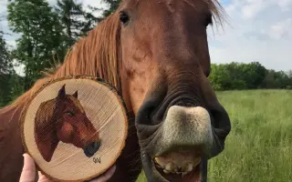 Úsměv těm, kteří jej potřebují - kontaktní terapie a hiporehabilitace