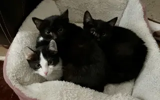 Pomozte❤️ Srdce pro zvířata - naděje pro opuštěné