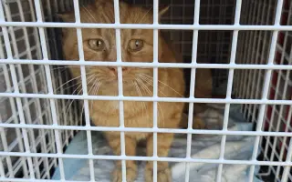 Kastrační program - STOP MNOŽENÍ A KOTĚCÍMU UTRPENÍ