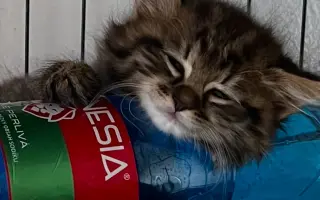 Staňte se nadějí pro kočičky bez domova