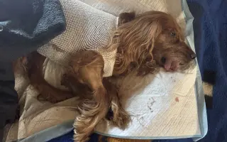 Operace nádoru pro Shany