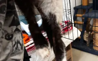 Pomoc s léčením zubožené kočičky Johanky