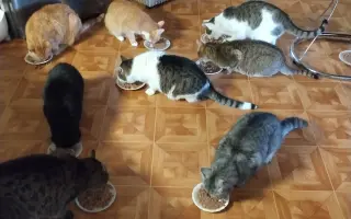 Pomozte Kájovi a Filípkovi na jejích léčbu a pro 24 záchraněných kočiček