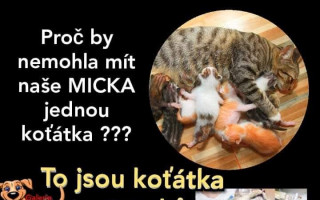 Zachraňme kočičky v severních Čechách