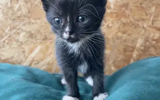 Šance na život pro Ouška a další kočičky z našeho depozita