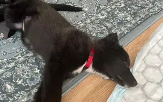 Pomoc pro malinkou Meggie