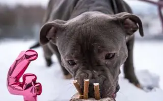 Pomozme Buccimu znovu běhat bez bolesti