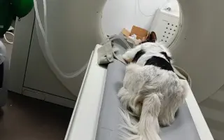 POMOC PRO FOXÍČKA - ZDRAVÝ DECH A PROTÉZA