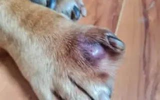 Pomohli jste Macíkovi na cestě k životu bez bolesti