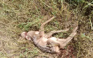 Zachraňme mláďata zvěře při senoseči v Českém středohoří dronem s termovizí