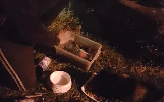 Krmení pro 300 kočiček na čtrnáct dní