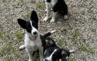 Pipety, obojky, postřiky a další antaparazitika pro psy