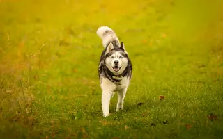 Šedou potřebuje stále pomoc, aby se mohl postavit na nohy
