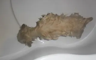 Pipety, obojky, postřiky a další antaparazitika pro psy